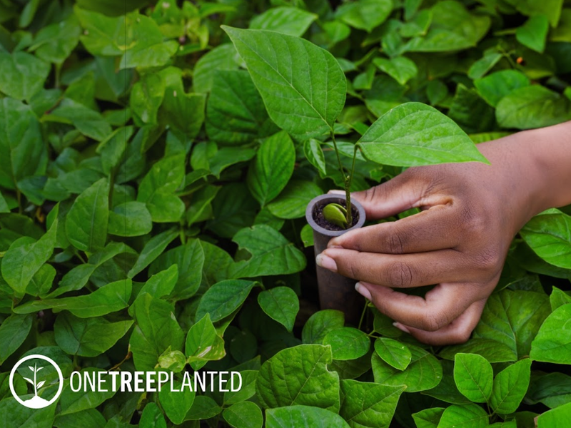 Planting a tree in a garden filled with plants